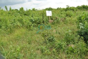 Plots of Land for Sale at Ilogbo, Ogun State